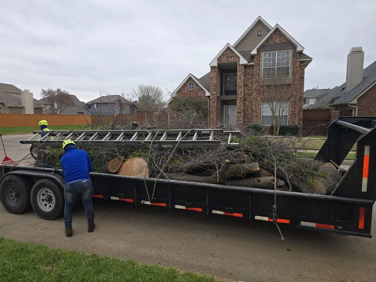 Expert Tree Pest Control with proper safety equipment in Aurora